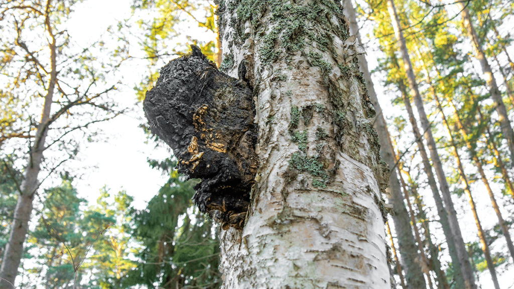 Chaga mushroom growing on birch tree